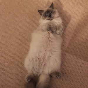 Meet your Posher, Lucy